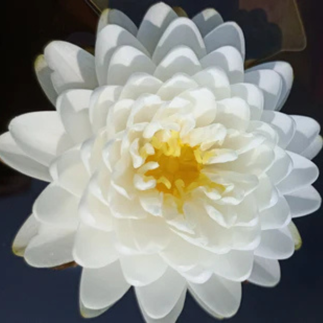Malika Hardy Waterlily