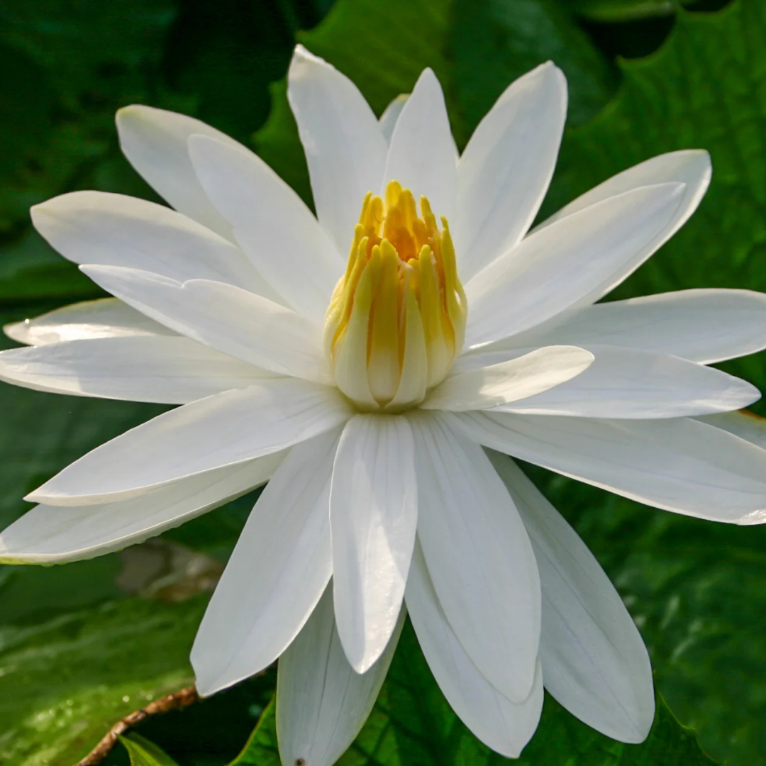 White Night Bloomer Tropical Waterlily