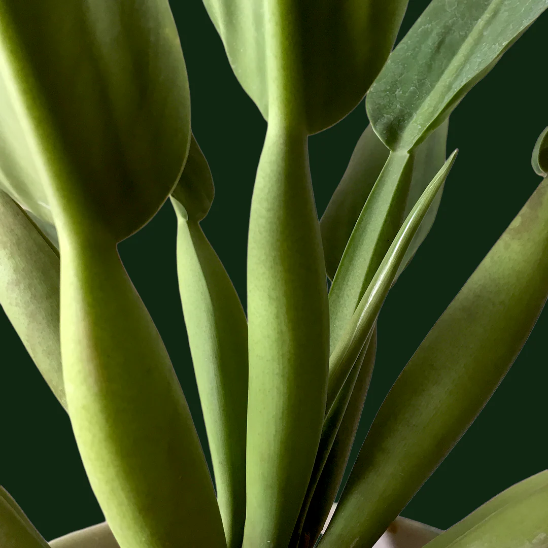 Philodendron Martianum (Fatboy)