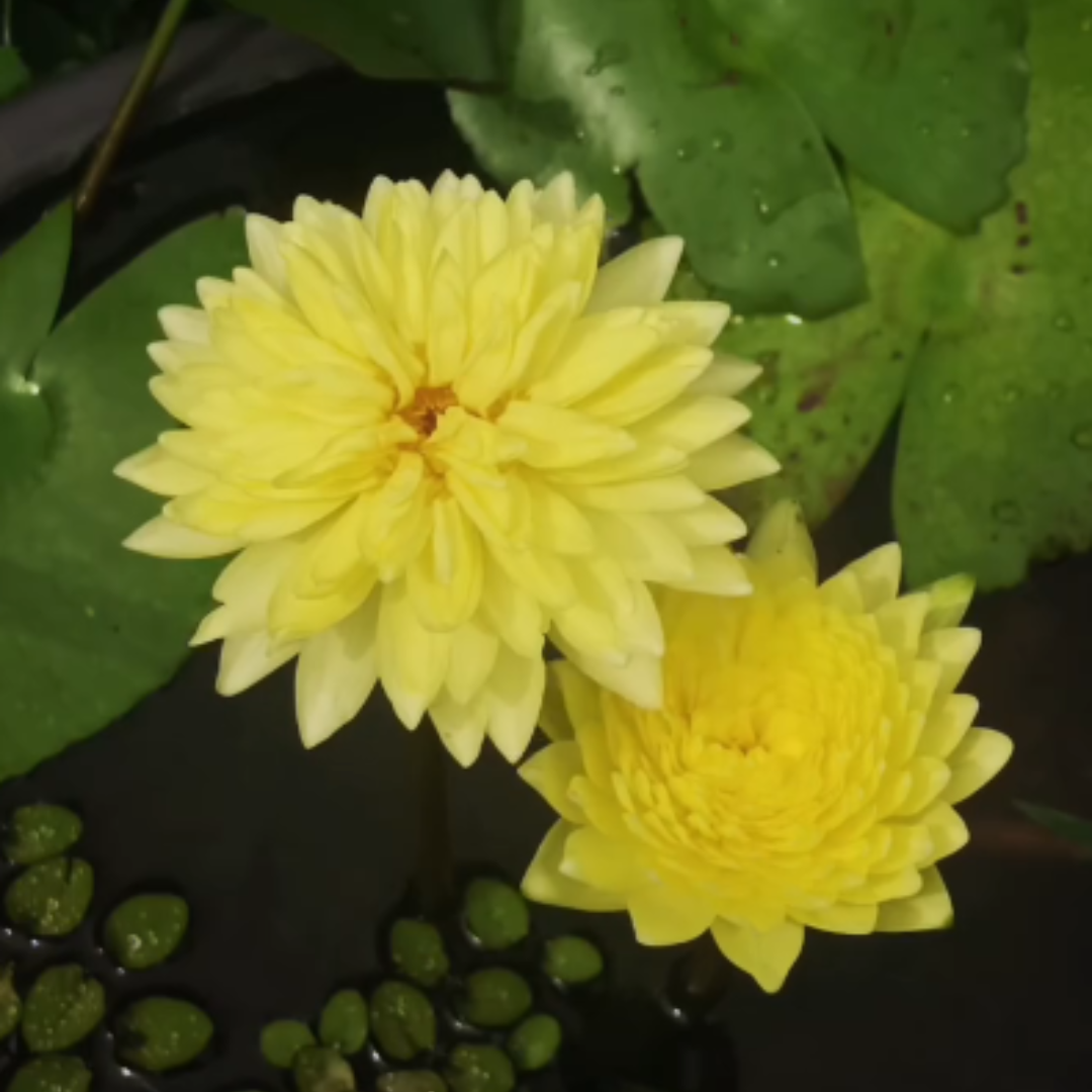 Sasimonthon Tropical Waterlily