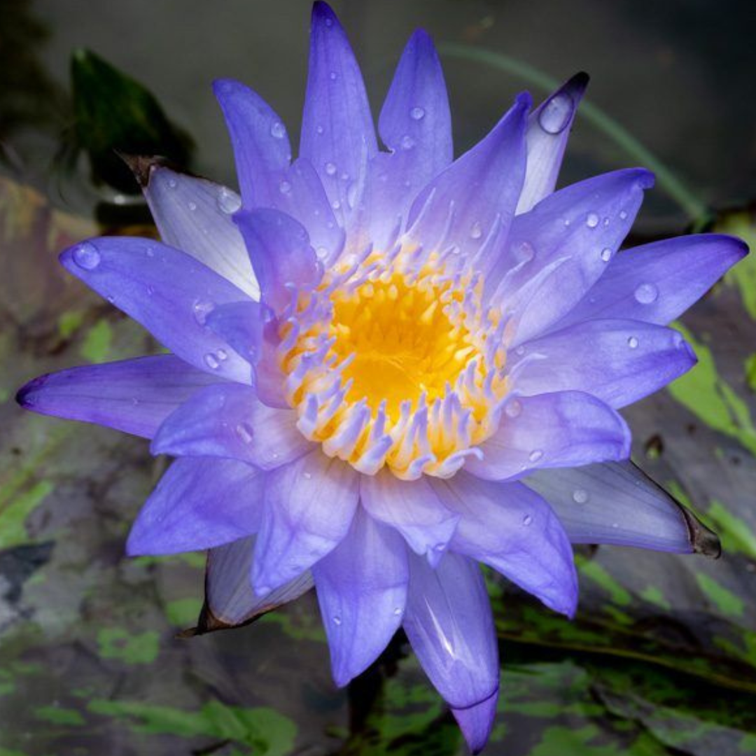Star Of Siam Tropical Waterlily