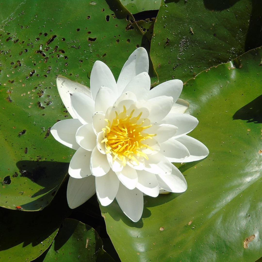 Prolifera Tropical Waterlily (Night Bloomer)