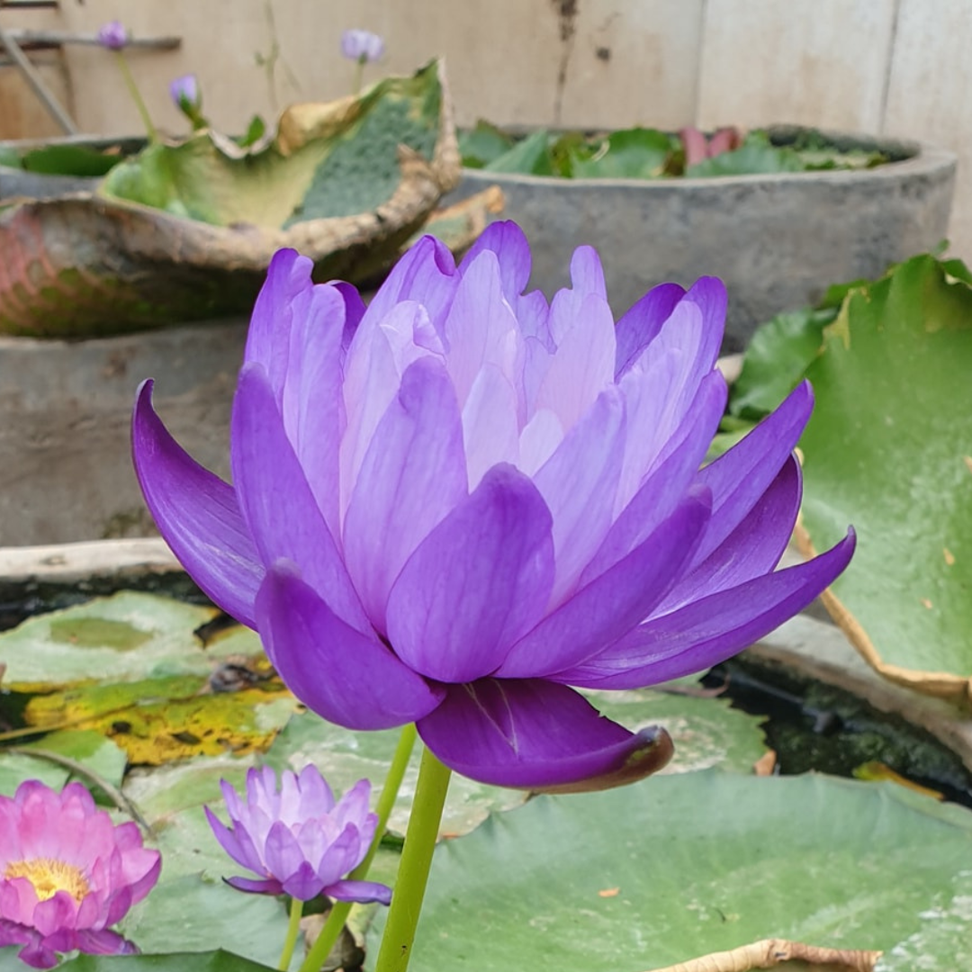 Atrans x Gigantea Tropical Waterlily