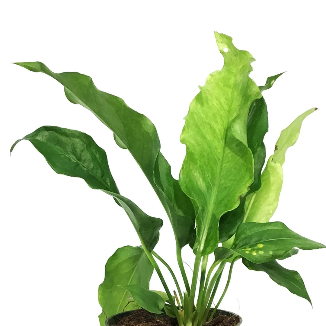 Anthurium Hookeri