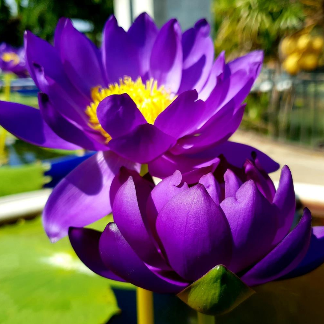 Tarantula Australian Waterlily