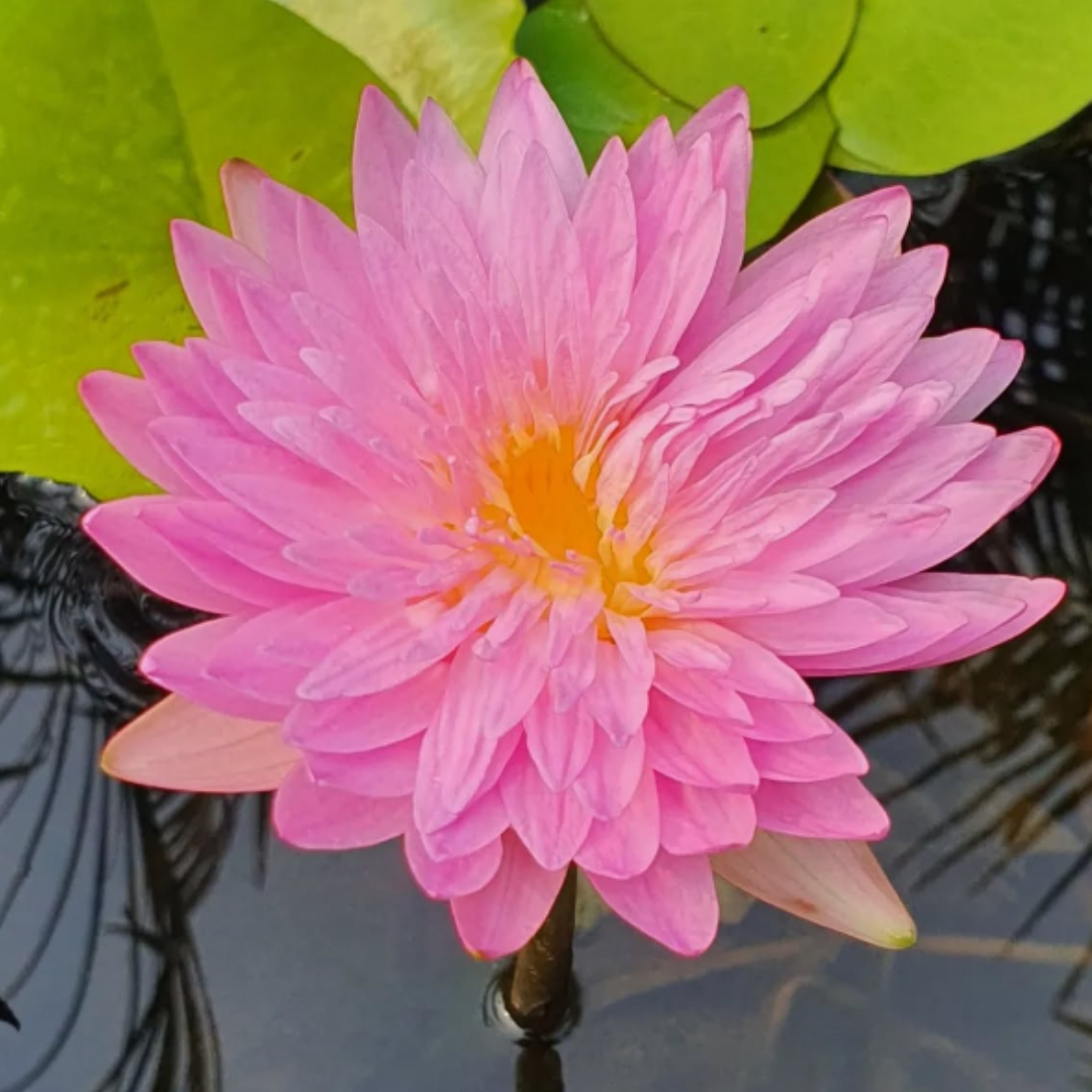 Chombu Patra Tropical Waterlily