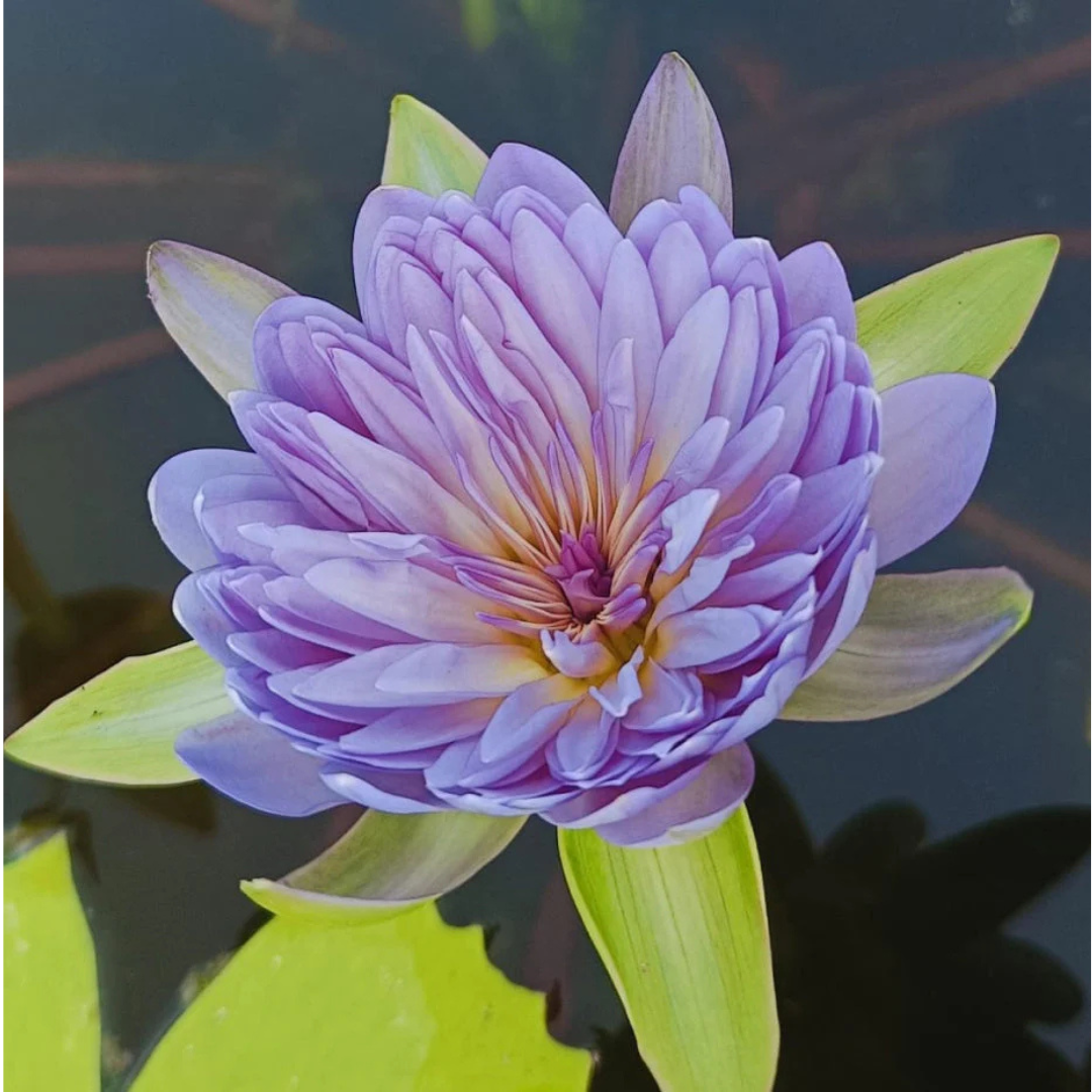 Udumbaramee Tropical Waterlily