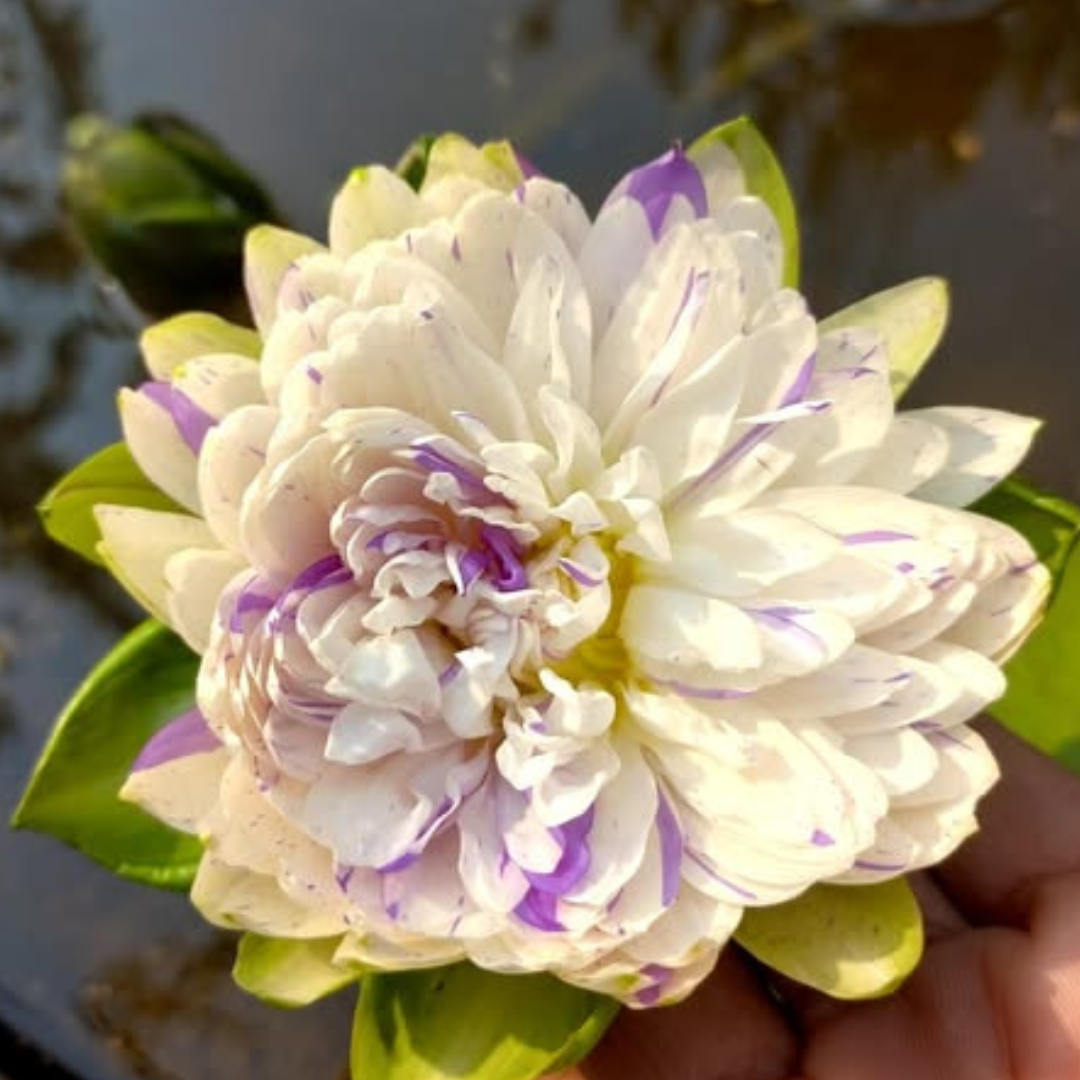 Jongane Tropical Waterlily