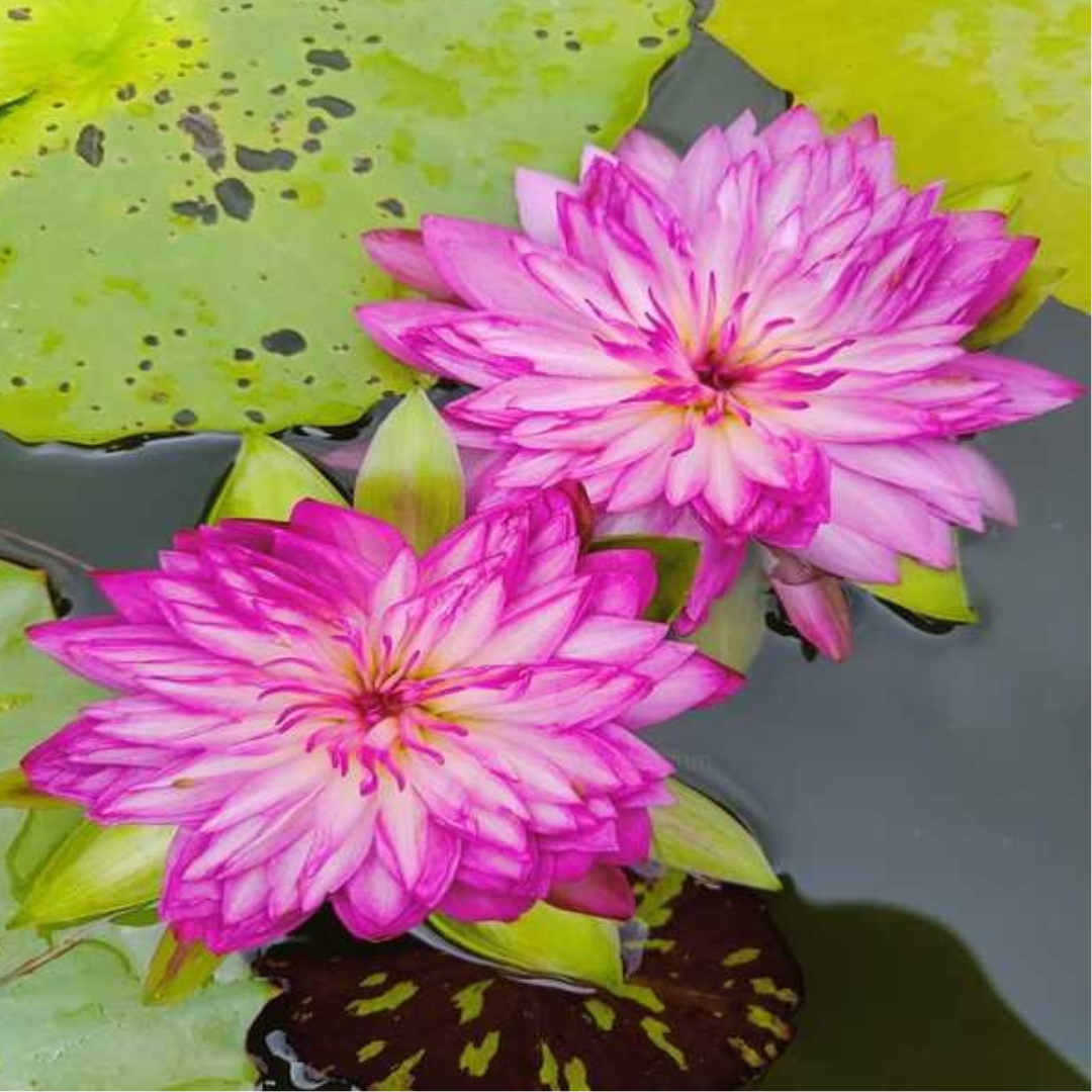 Pink Korakot Tropical Waterlily