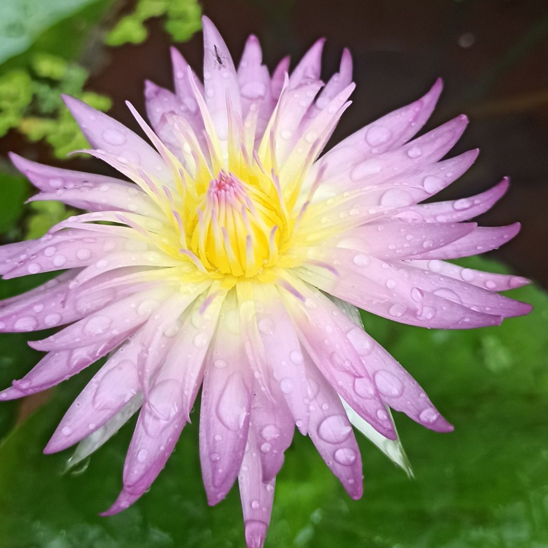 Arunwaree Tropical Waterlily