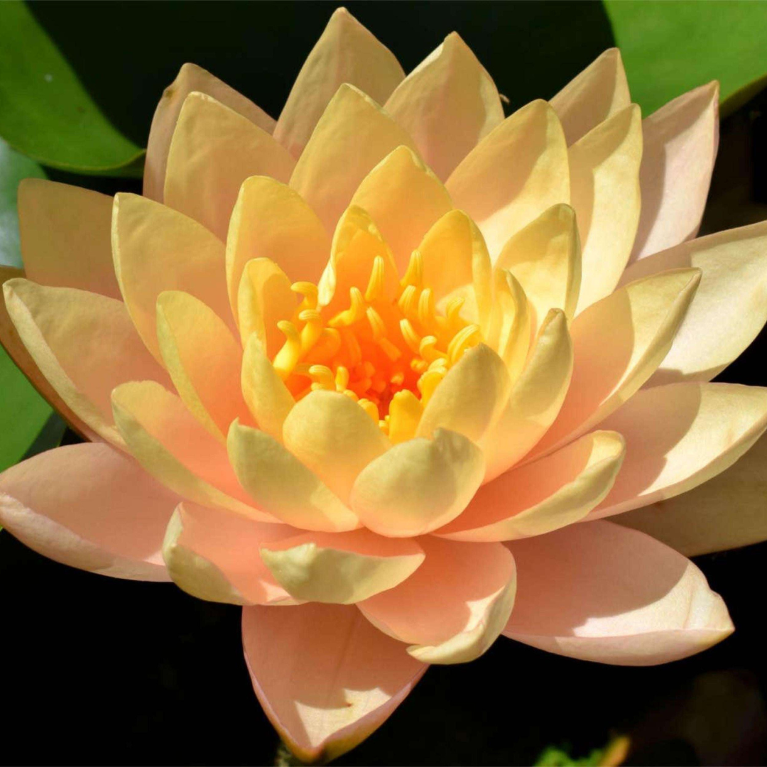 Clyde Ikins Hardy Waterlily