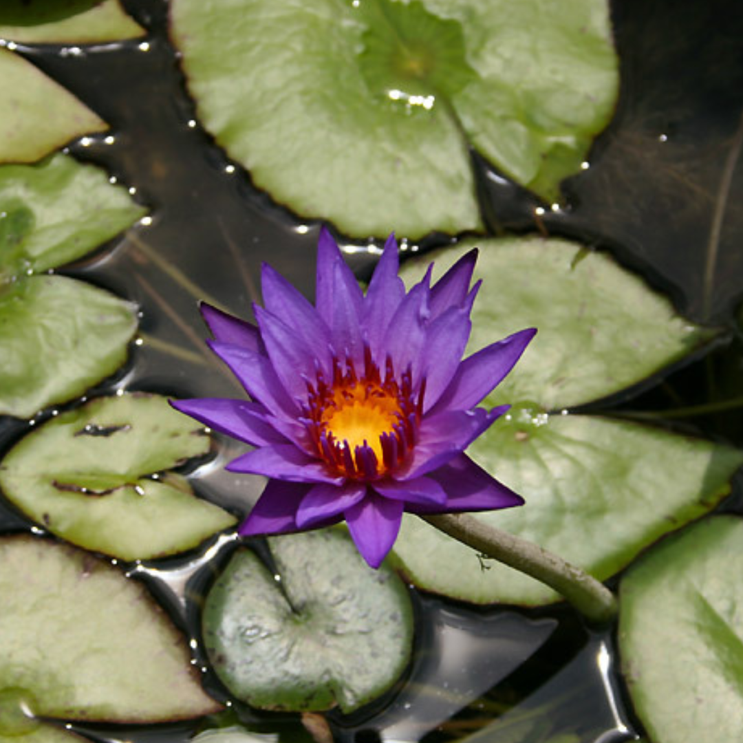 Rhondakey Tropical Waterlily