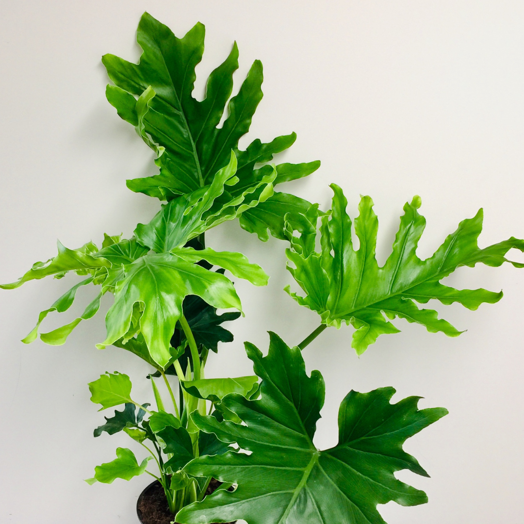 Philodendron Hope