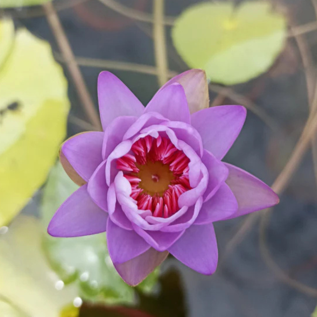 Pink Lady Australian Waterlily