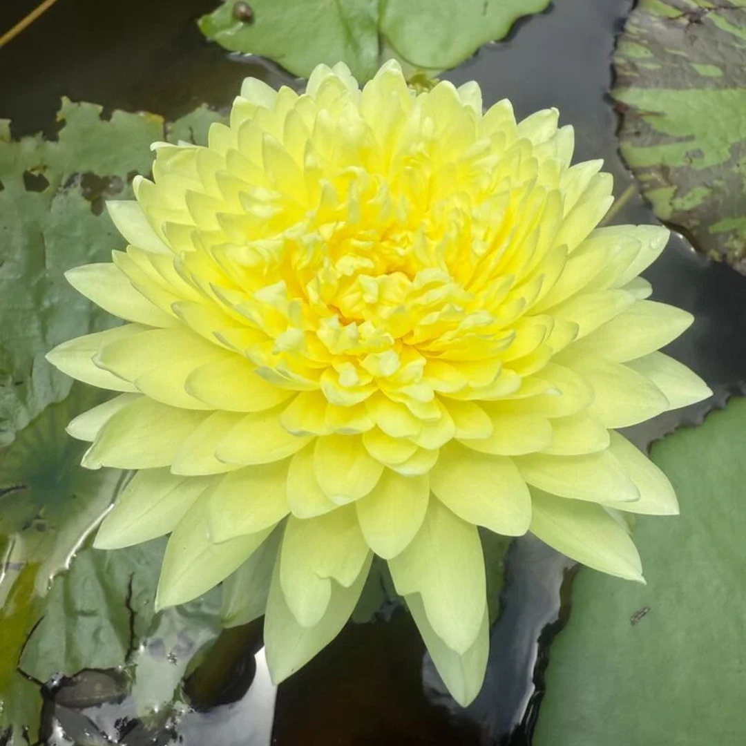 Poovadol Tropical Waterlily