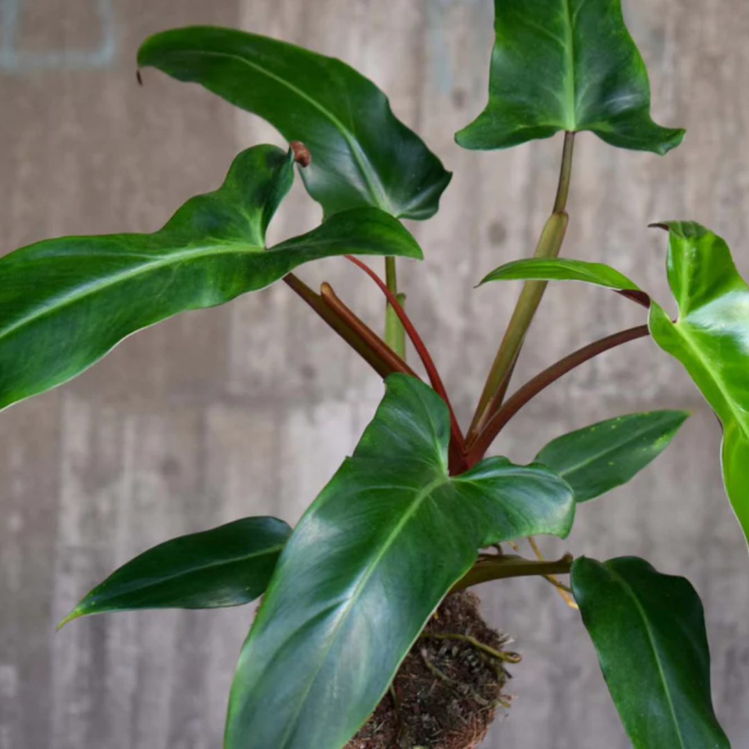 Philodendron Mexicanum