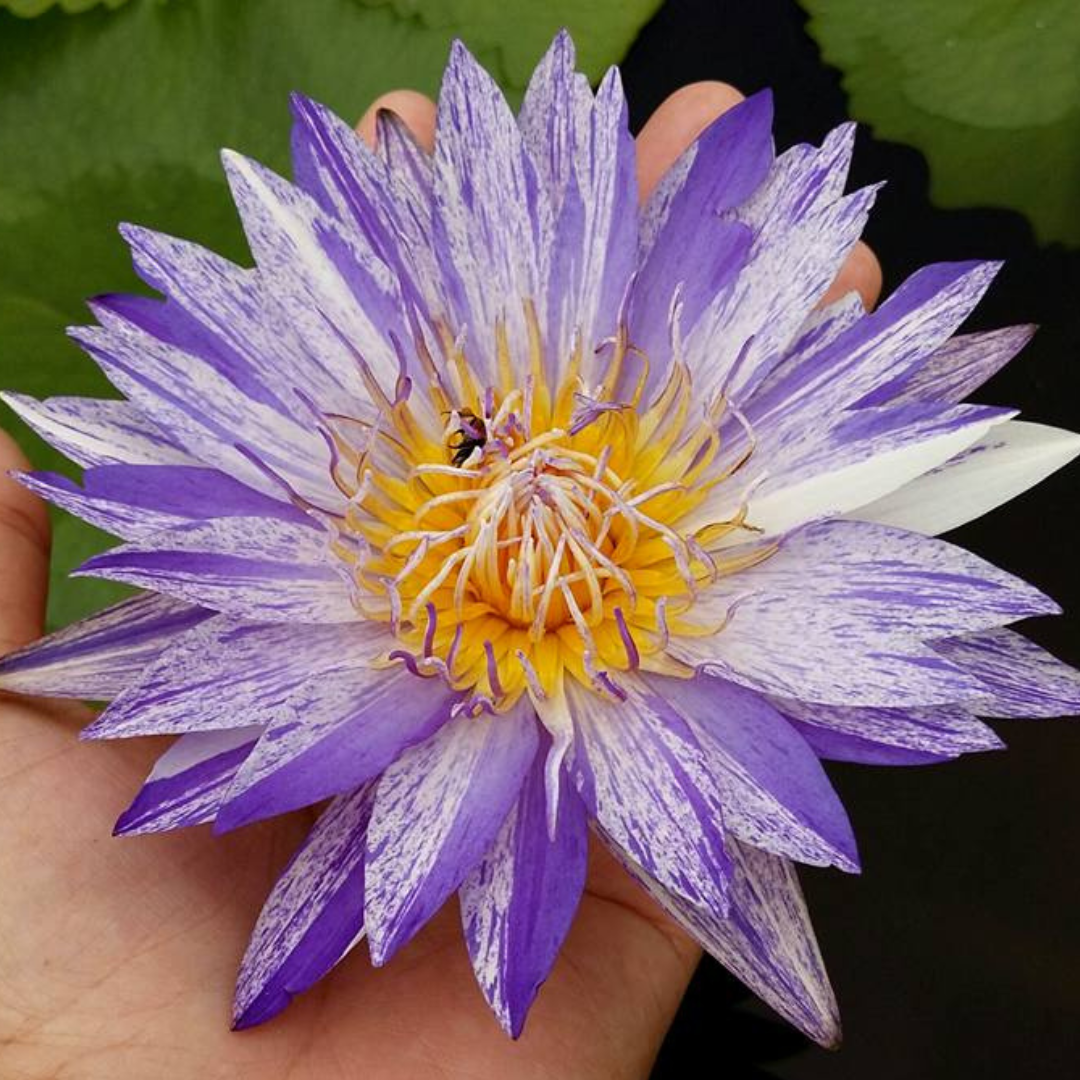 Purple Suwanna Tropical Waterlily