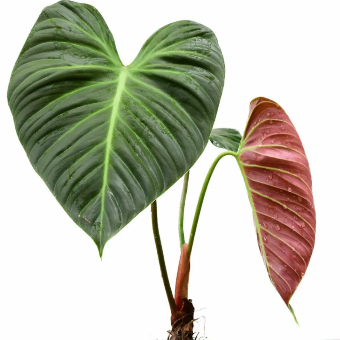 Philodendron El Choco Red