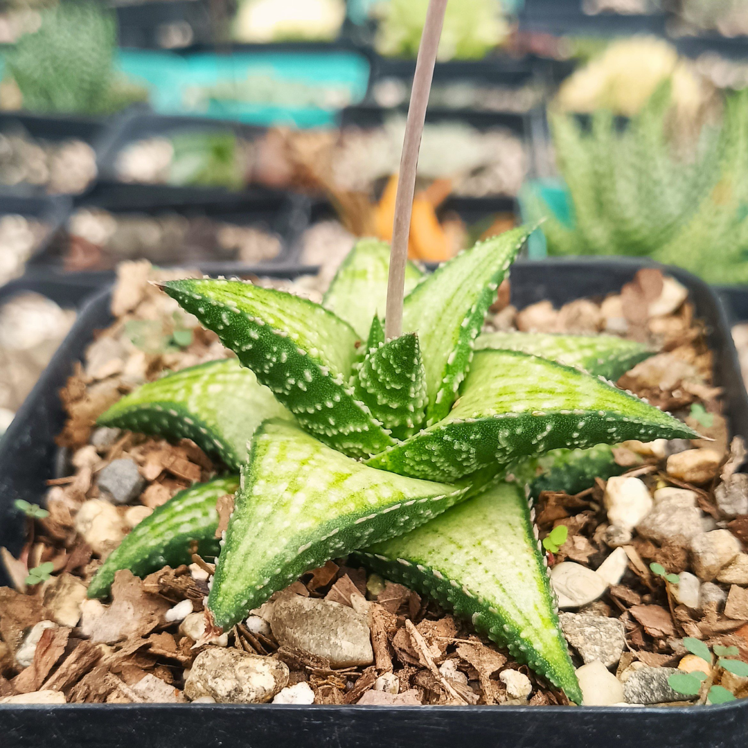 Rare Haworthia Kintaikyo X Wooleyi Seed Grown (Bare Rooted)