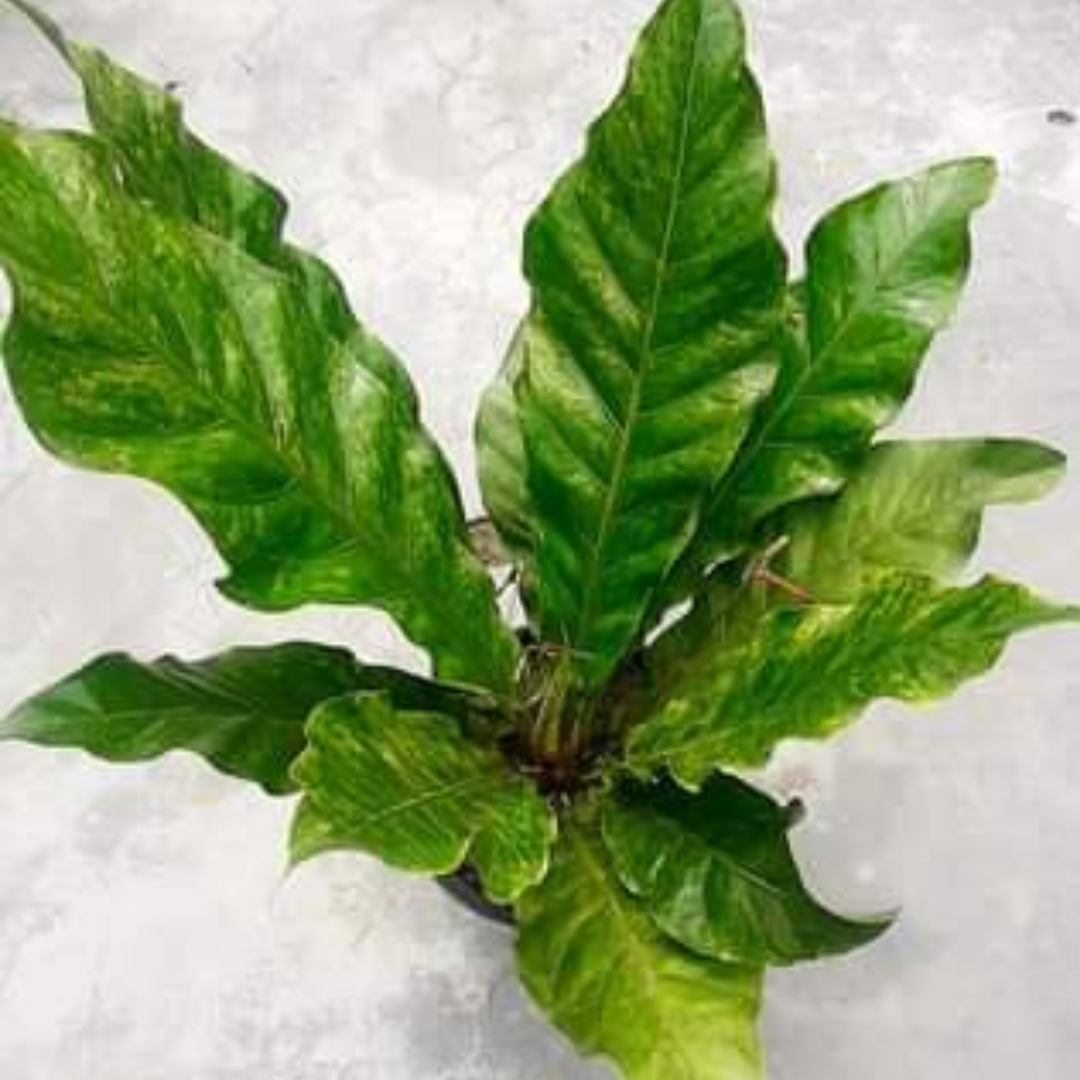 Anthurium Hookeri