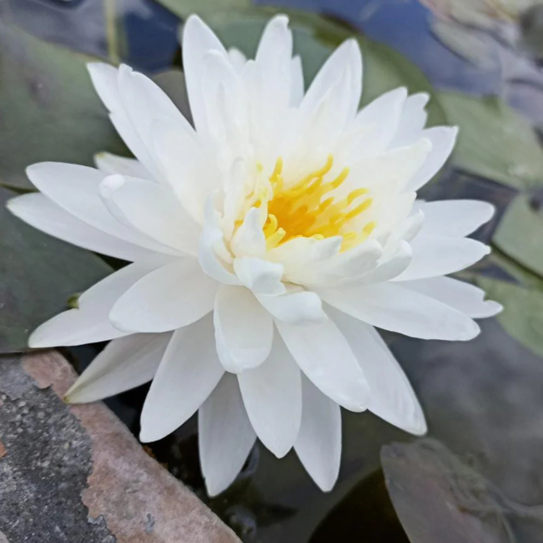 Malika Hardy Waterlily
