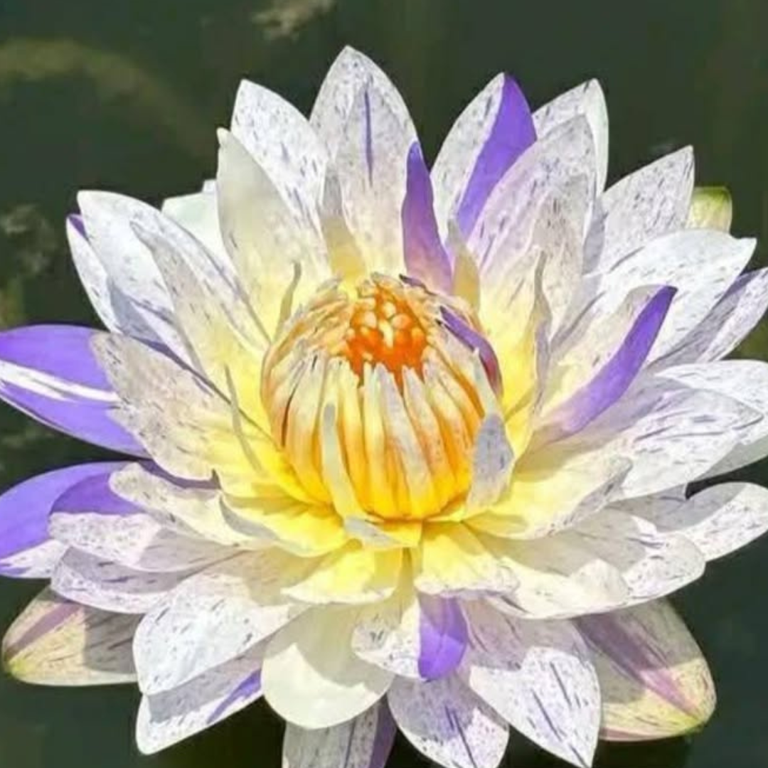 Jongane Tropical Waterlily