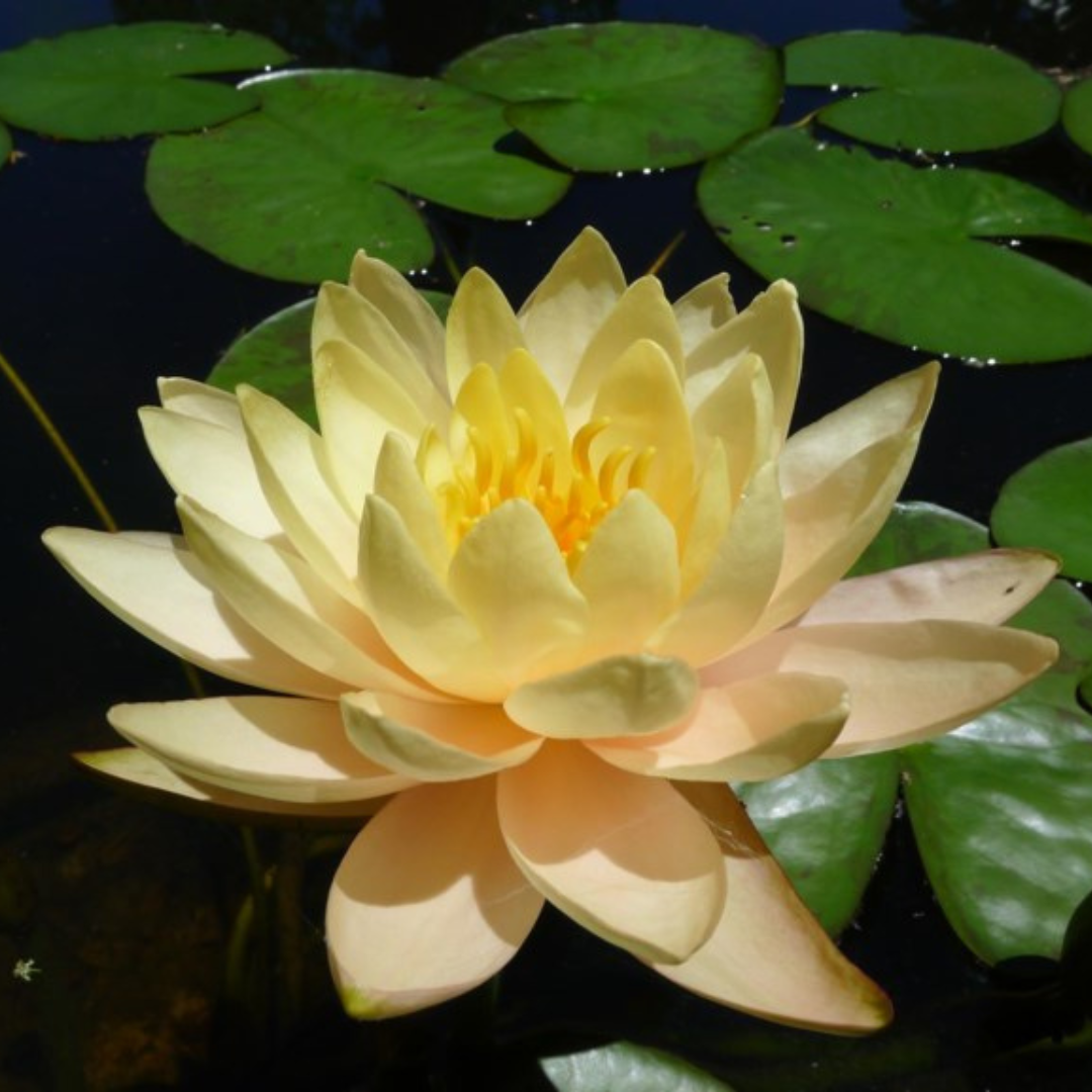 Clyde Ikins Hardy Waterlily