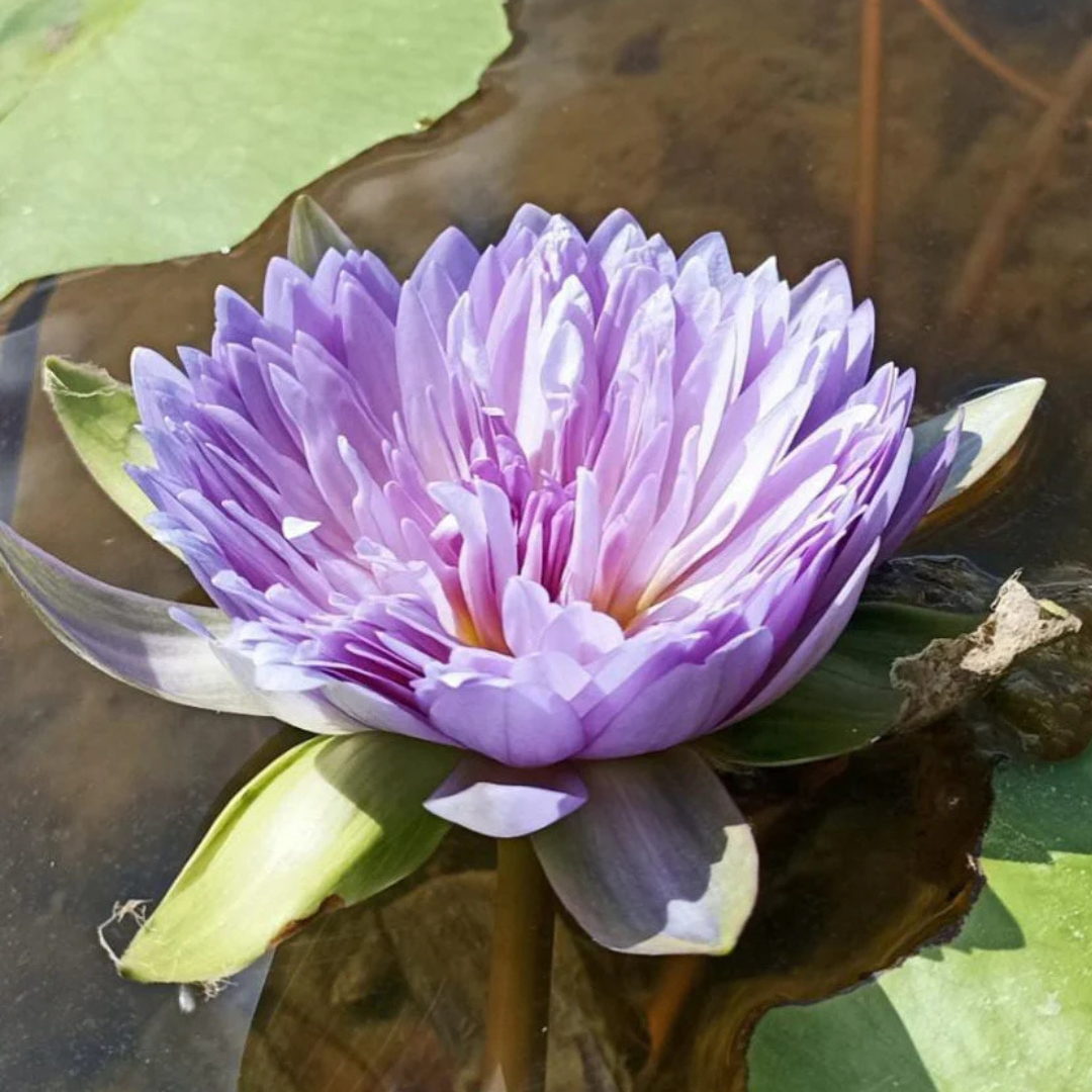 Udumbaramee Tropical Waterlily
