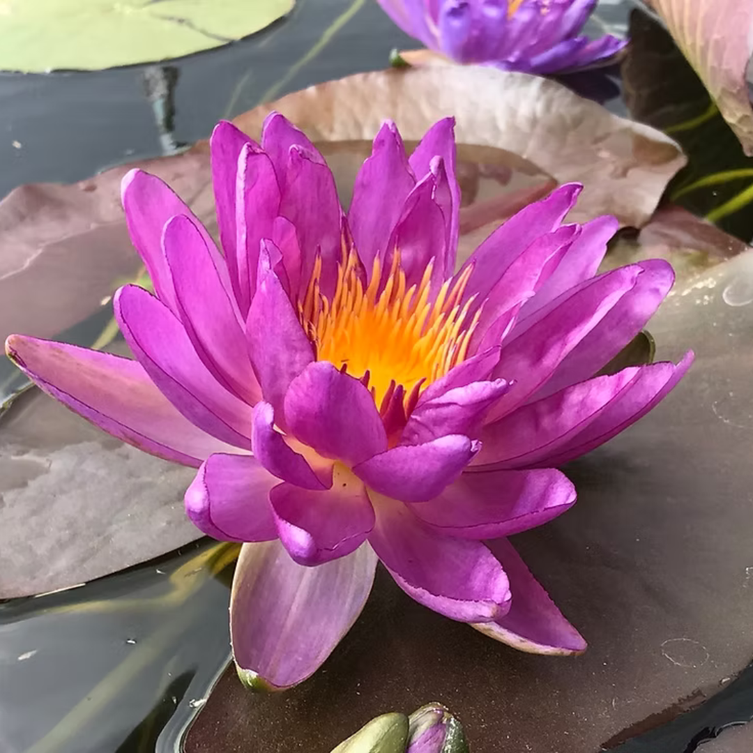 Violicious Hardy Waterlily