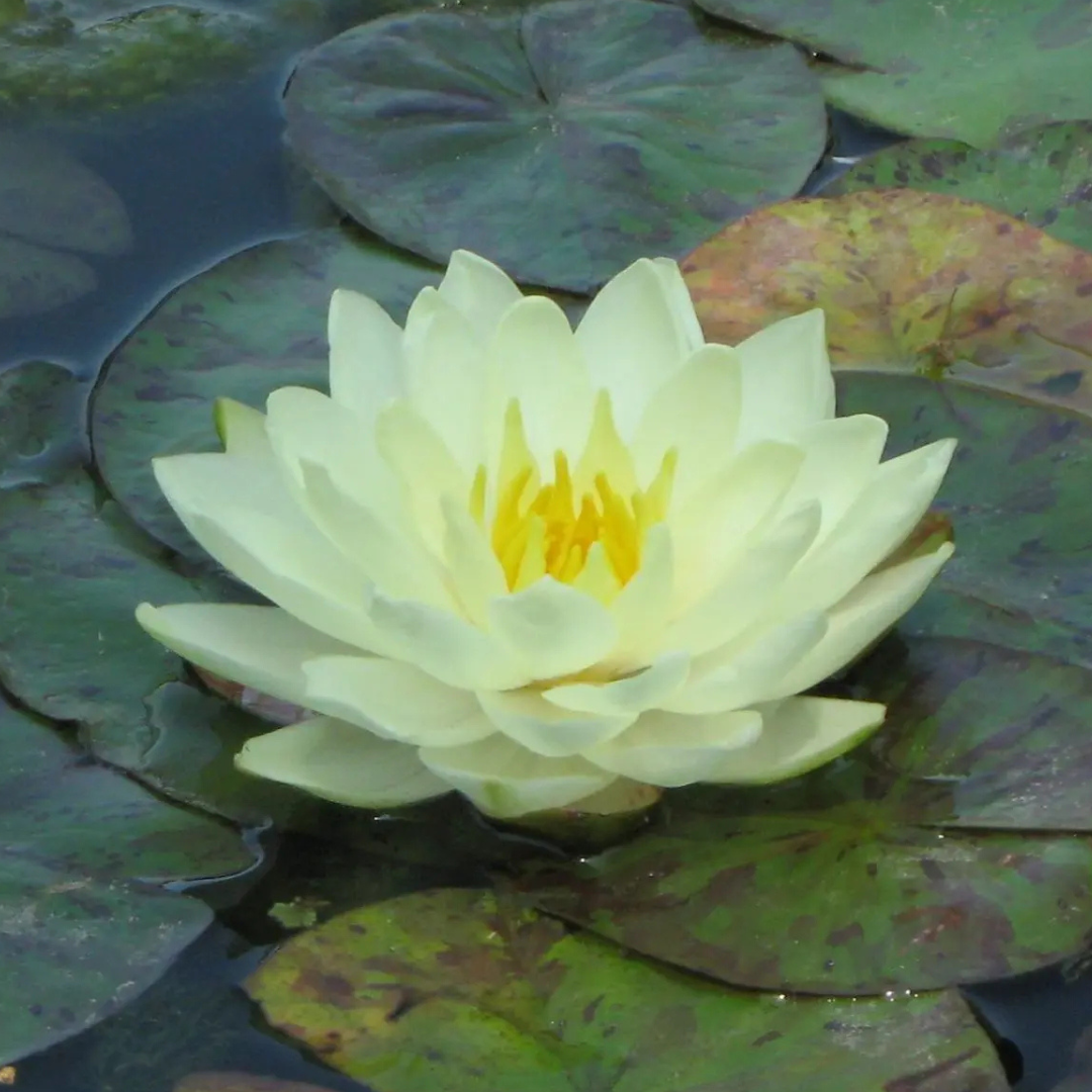 Chiffon Tropical Waterlily