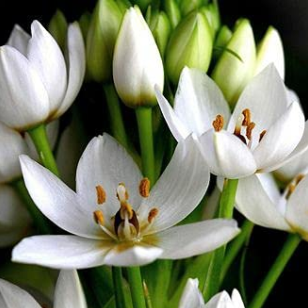 Ornithogalum Chincherinchee Bulbs – White Color