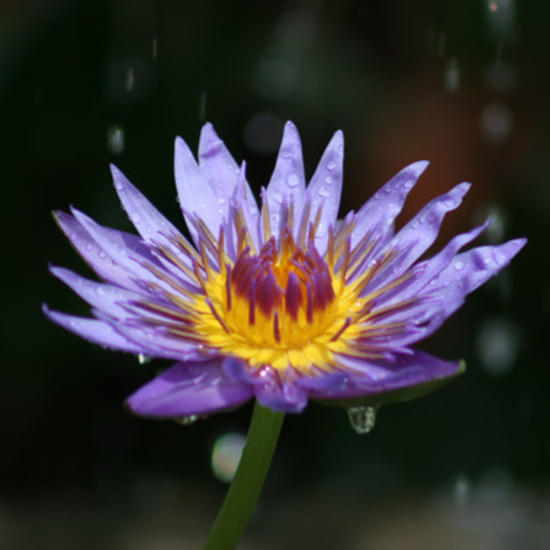 Rhondakey Tropical Waterlily
