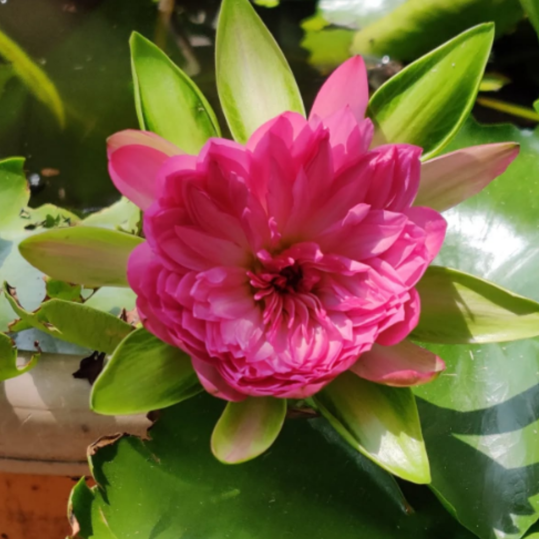 Pink Korakot Tropical Waterlily