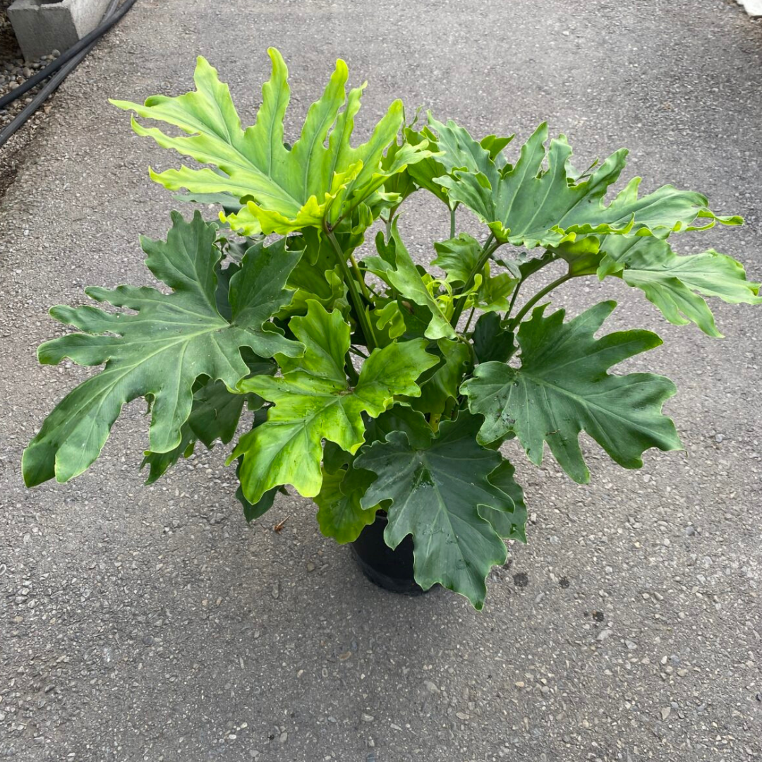 Philodendron Hope