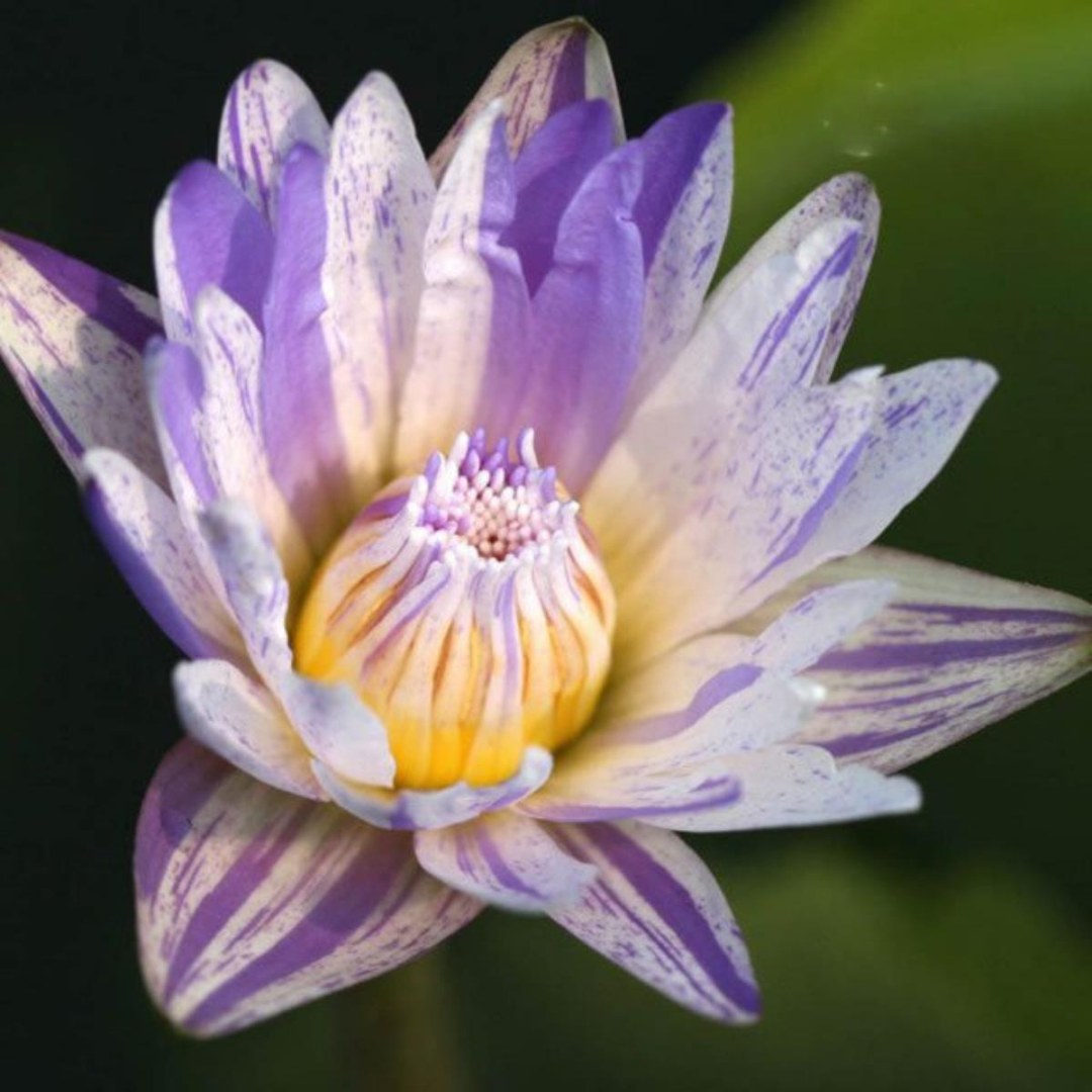 Purple Suwanna Tropical Waterlily