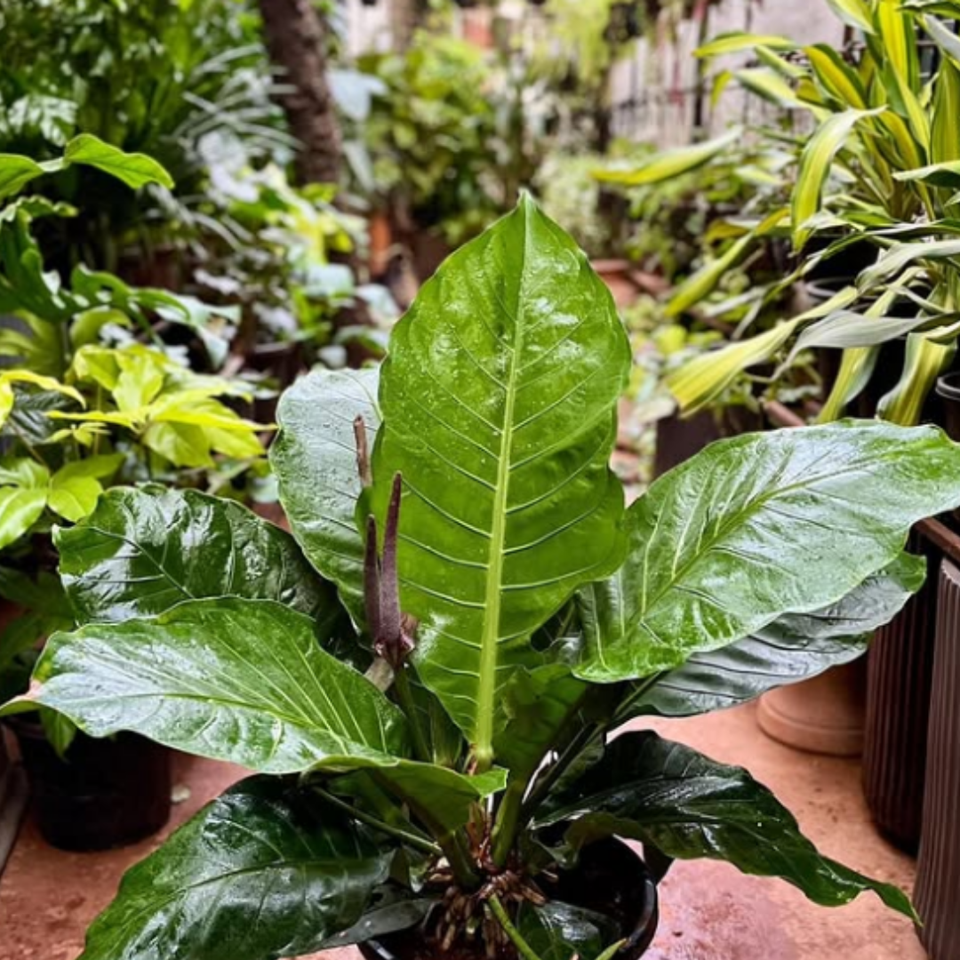 Anthurium Hookeri