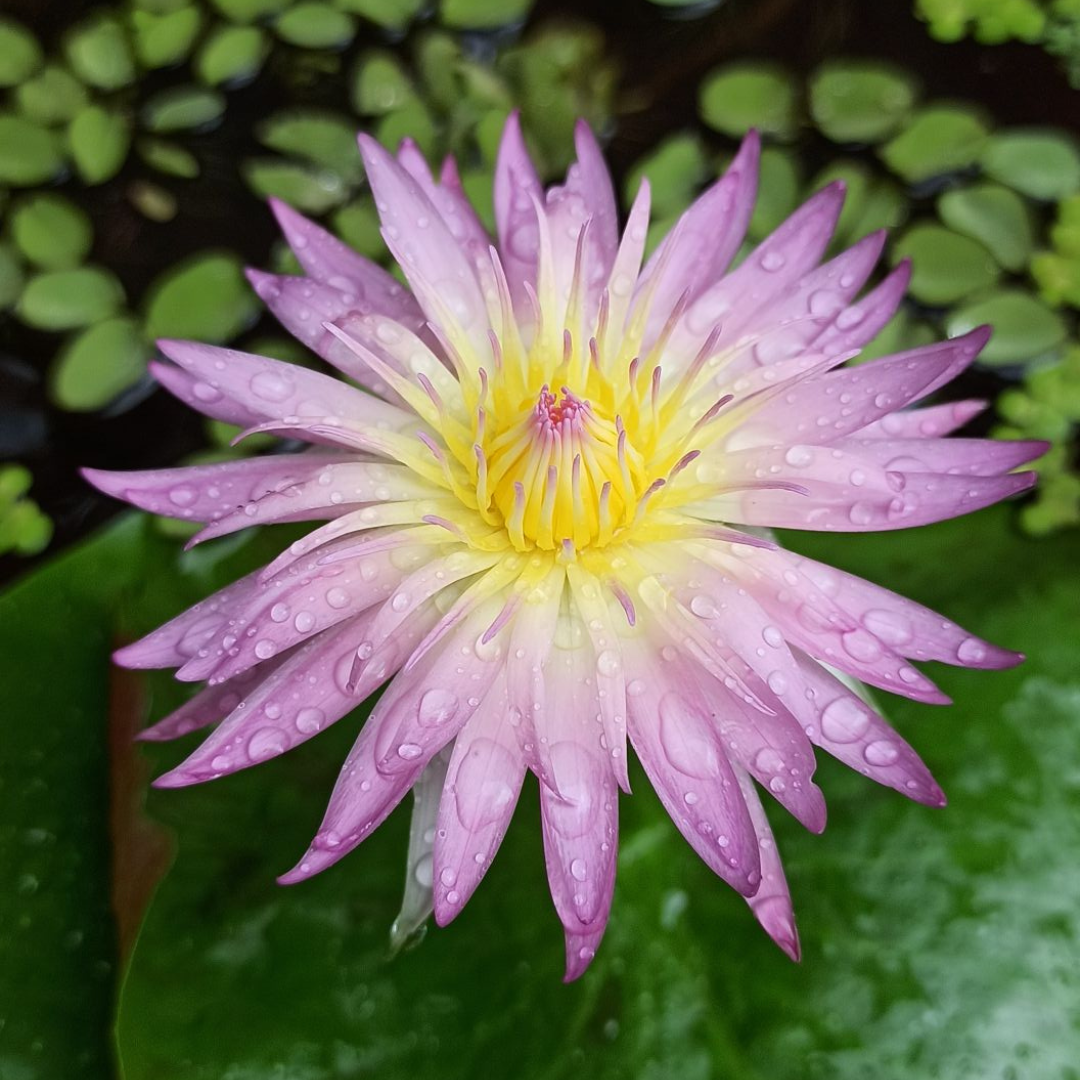 Arunwaree Tropical Waterlily