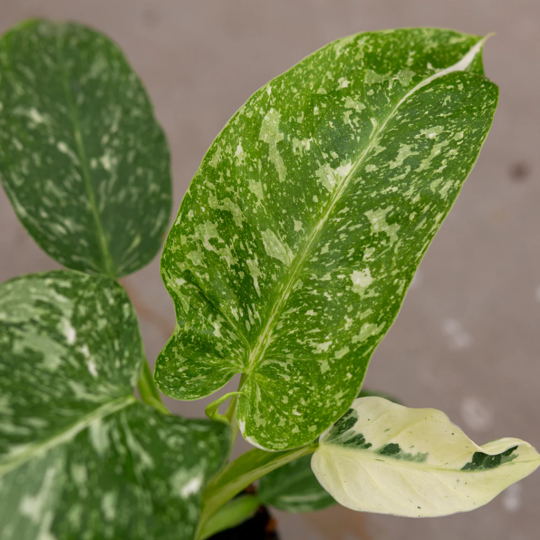 Philodendron Jose Buono Variegated