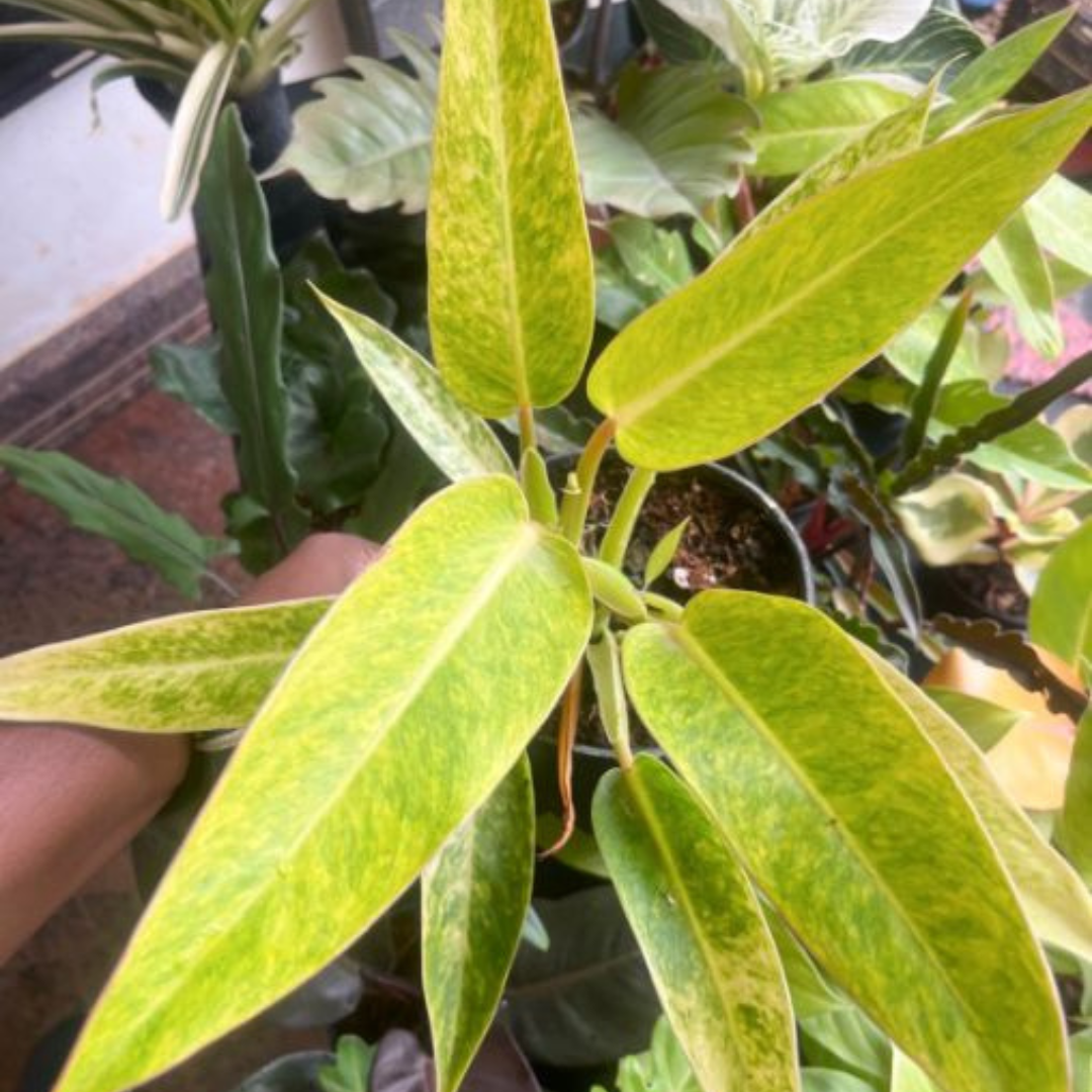 Philodendron Calkins Gold