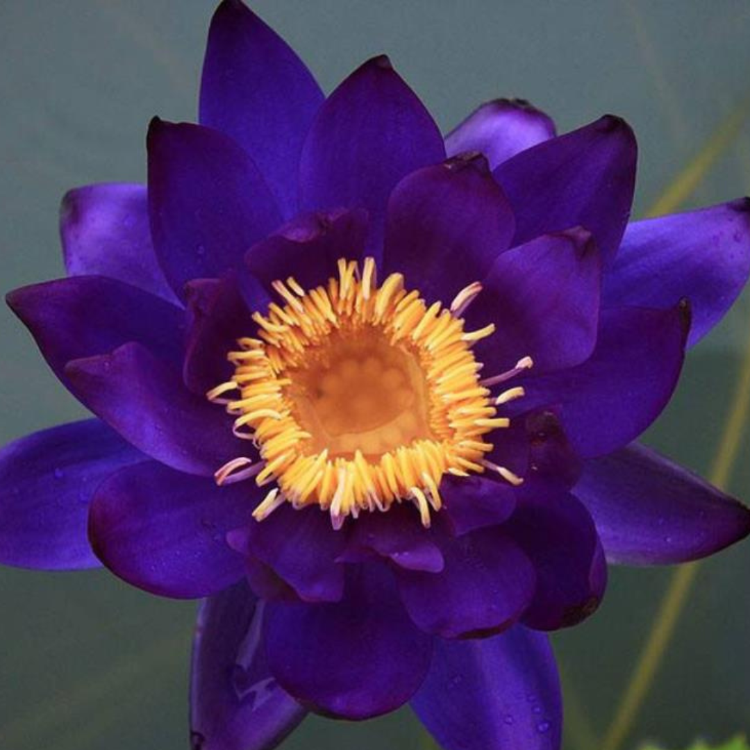 Tarantula Australian Waterlily