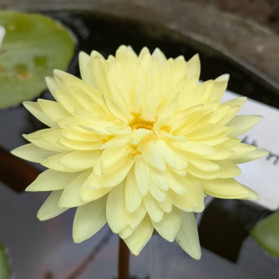 Sasimonthon Tropical Waterlily