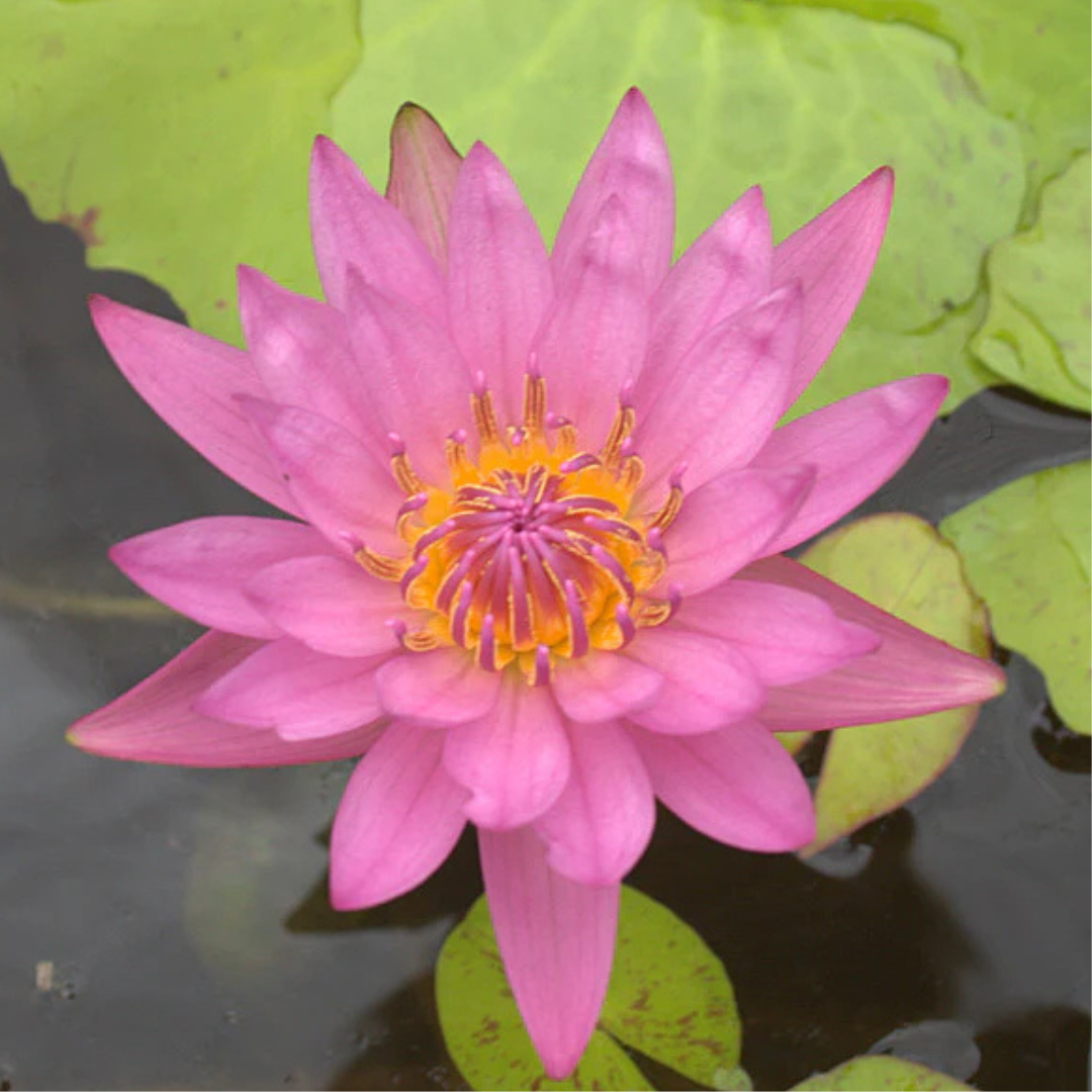 Jackwood Tropical Waterlily