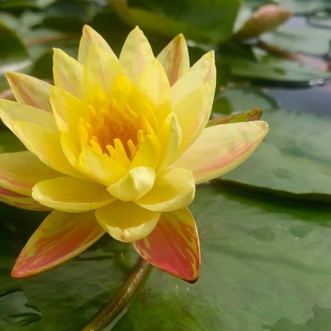 Paranee Hardy Waterlily