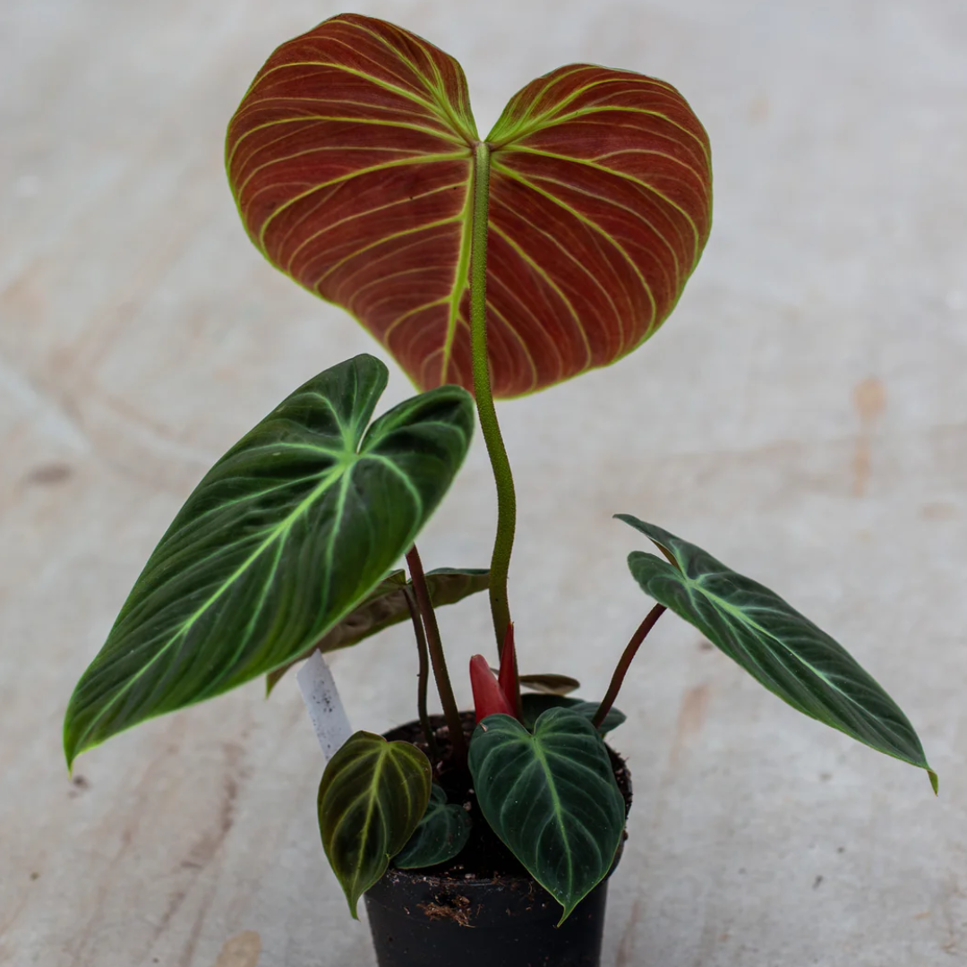 Philodendron El Choco Red