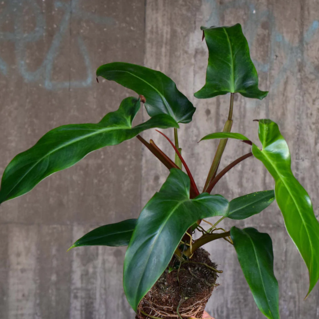 Philodendron Mexicanum
