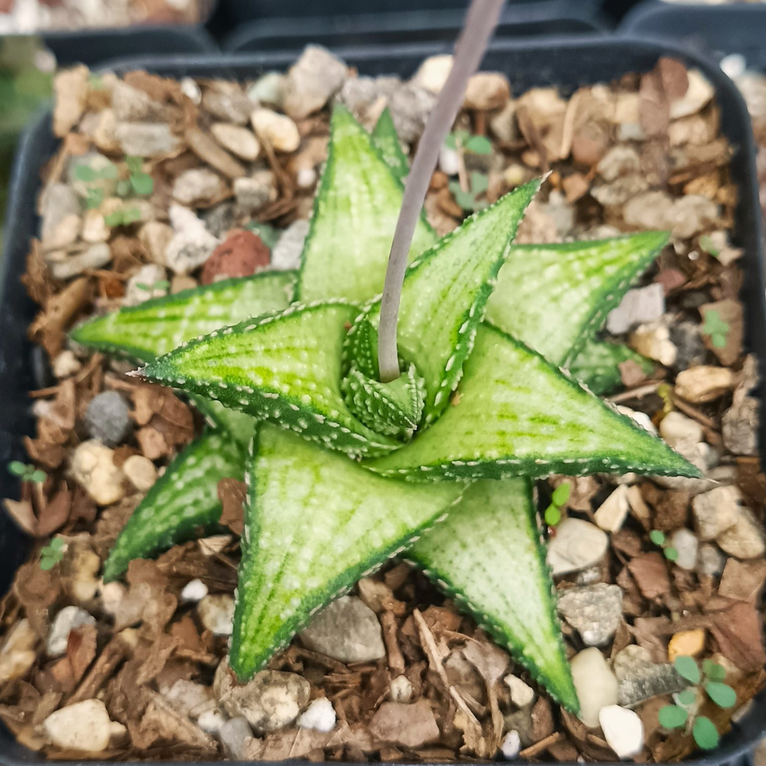 Rare Haworthia Kintaikyo X Wooleyi Seed Grown (Bare Rooted)