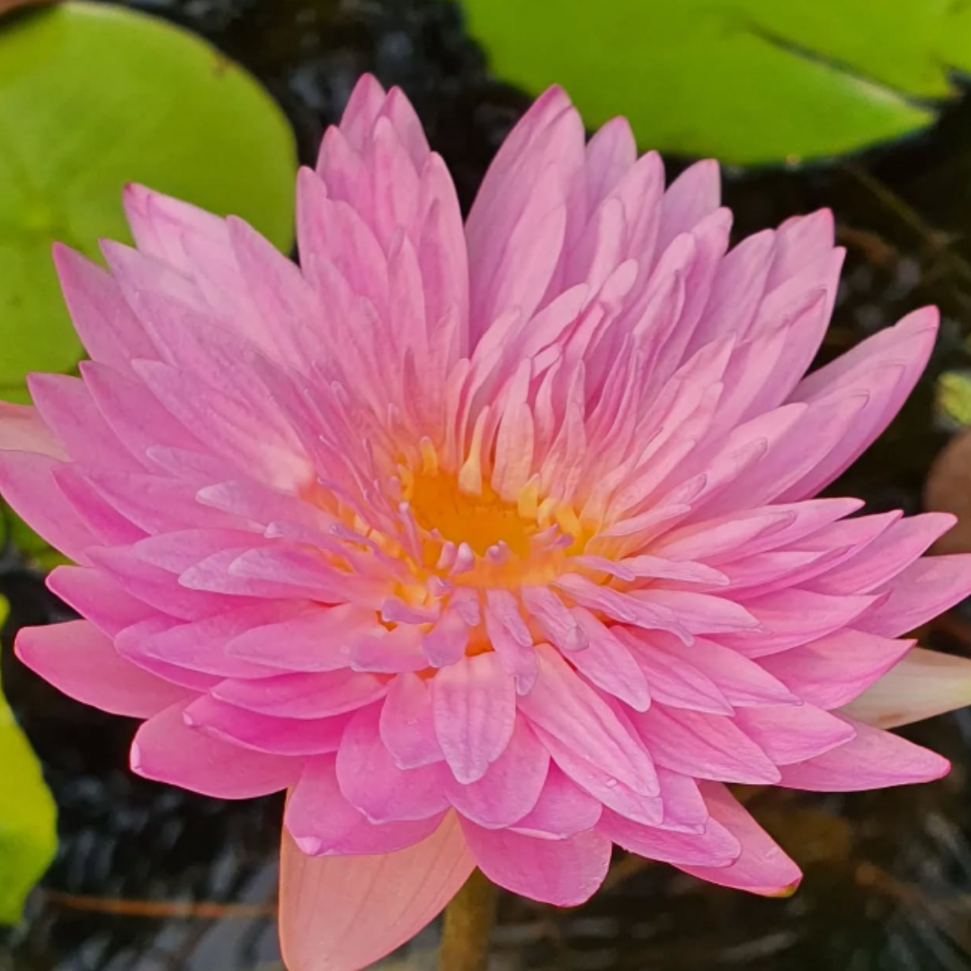 Chombu Patra Tropical Waterlily