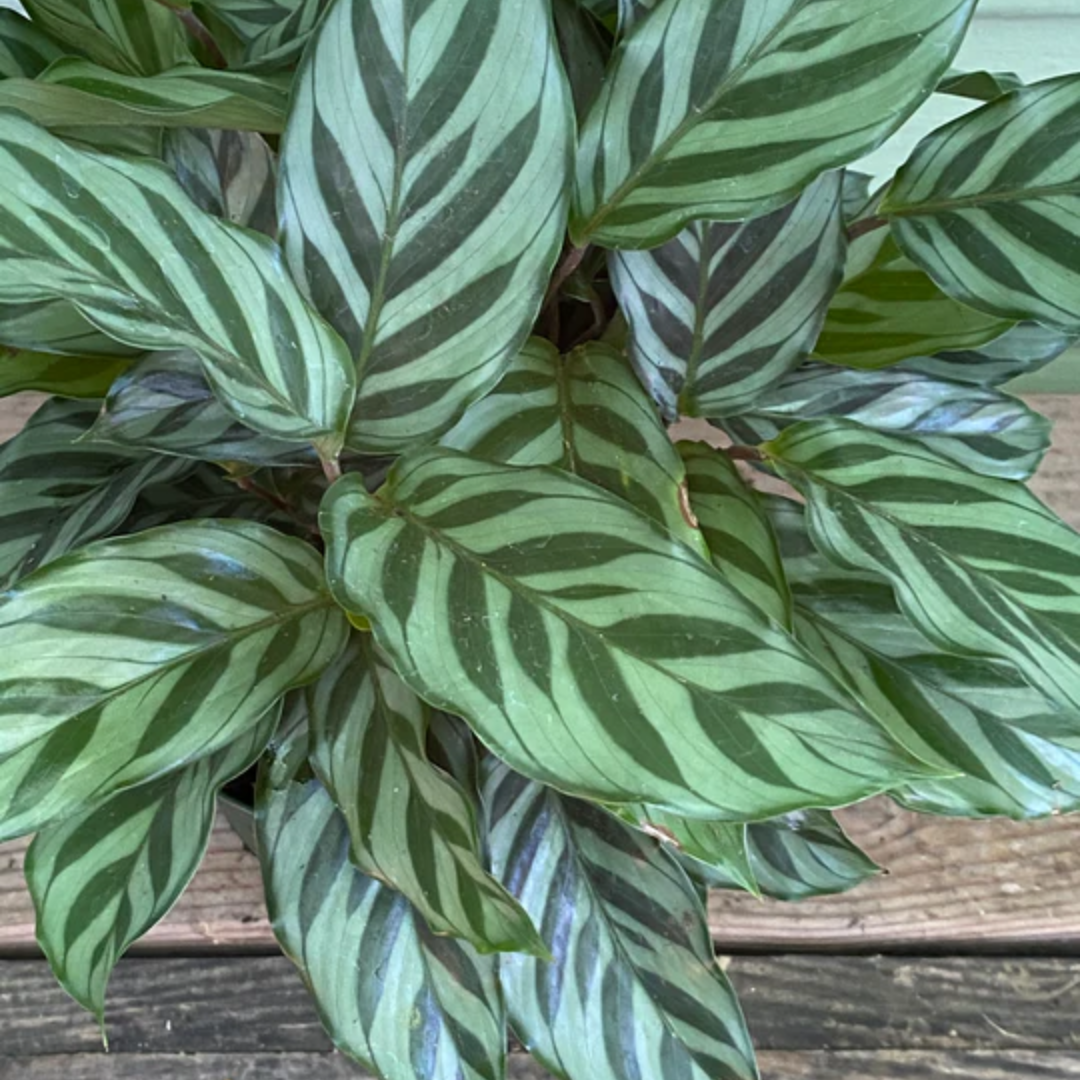 Calathea Freddie