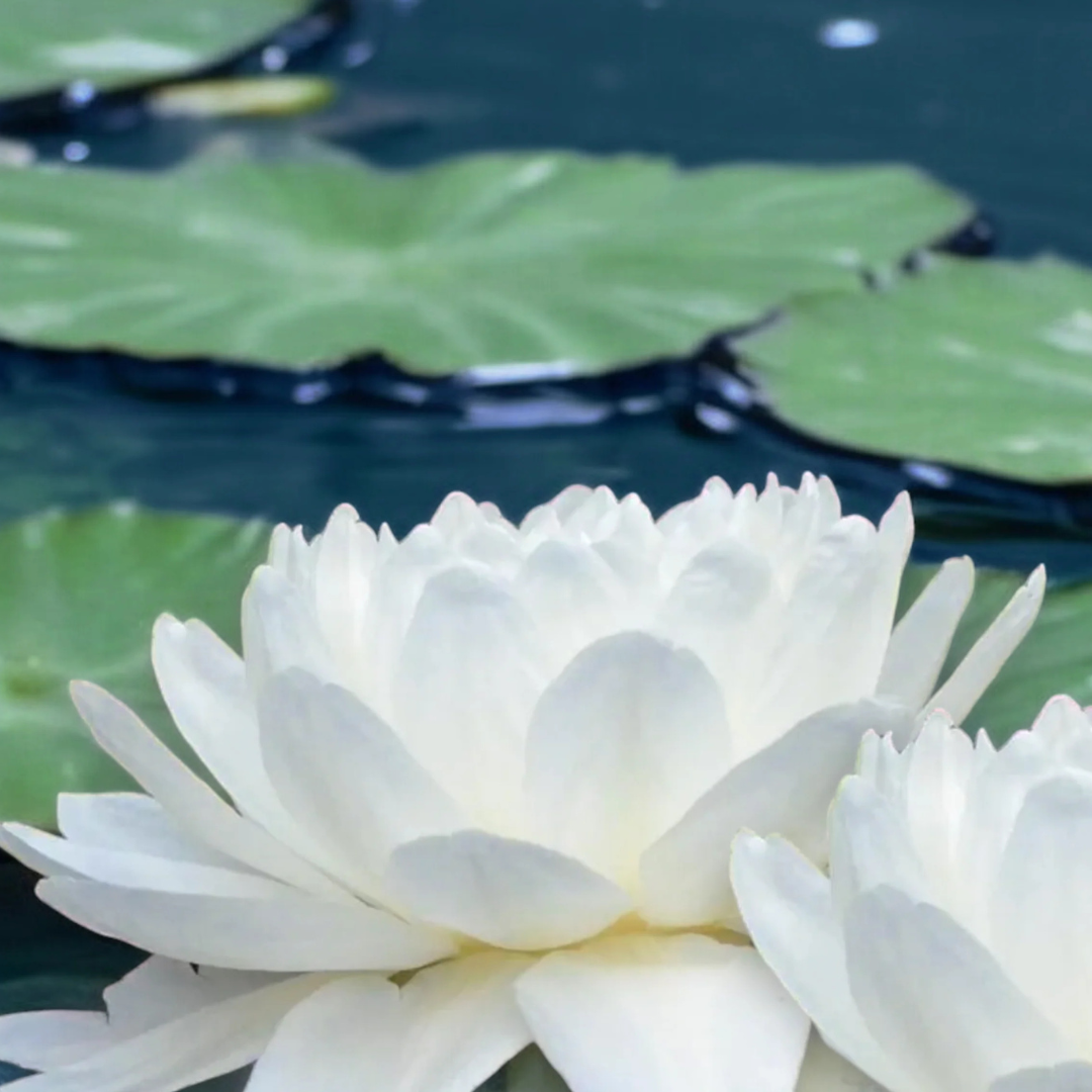 Malika Hardy Waterlily