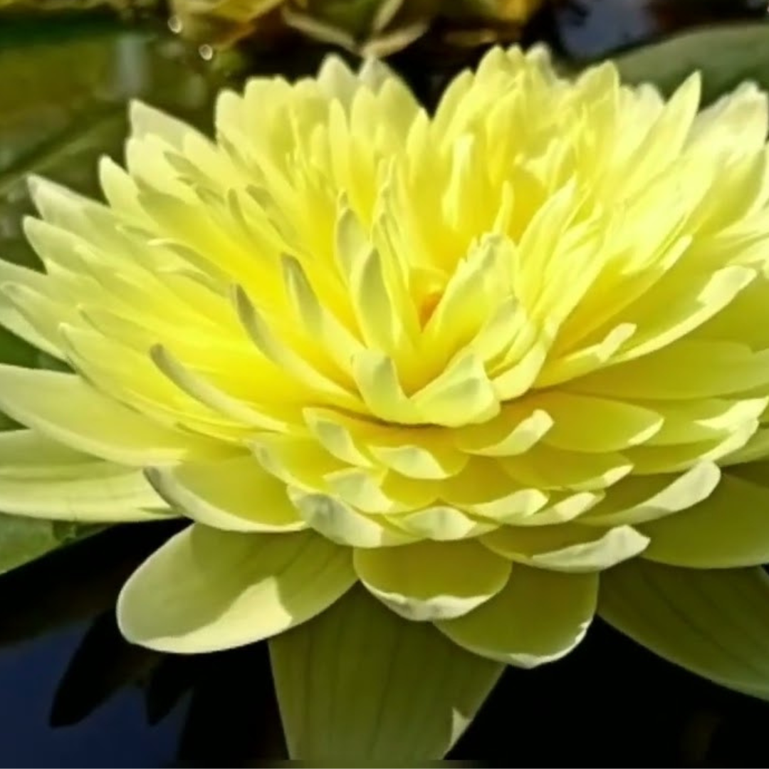 Poovadol Tropical Waterlily